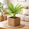 Aglaonema Sidabrinis Stripes