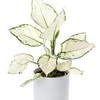Aglaonema Super Baltas