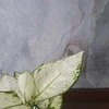 Aglaonema Super Baltas