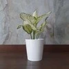 Aglaonema Super Baltas