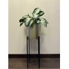 Aglaonema Žalias Bowl