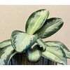Aglaonema Žalias Bowl