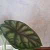 Alocasia Baginda Dragon scale