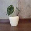 Alocasia Baginda Dragon scale