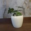 Alocasia Baginda Dragon scale