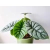 Alocasia baginda Sidabrinis Dragon