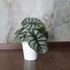 Alocasia baginda Sidabrinis Dragon