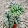 Alocasia baginda Sidabrinis Dragon