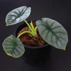 Alocasia baginda Sidabrinis Dragon