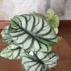 Alocasia baginda Sidabrinis Dragon