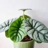 Alocasia baginda Sidabrinis Dragon