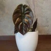 Alocasia cuprea Raudona Secret