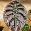 Alocasia cuprea Raudona Secret