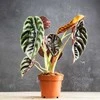 Alocasia cuprea Raudona Secret