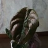 Alocasia cuprea Raudona Secret