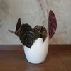 Alocasia cuprea Raudona Secret