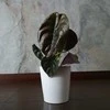 Alocasia cuprea Raudona Secret