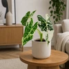 Alocasia micholitziana Frydek Variegata