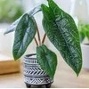 Alocasia scalprum