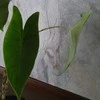 Alocasia zebrina