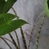 Alocasia zebrina