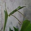 Alocasia zebrina