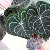 Anthurium clarinervium
