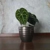 Anthurium Luxurians