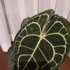 Anthurium Luxurians