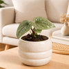 Anthurium Luxurians