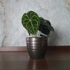 Anthurium Sidabrinis Blush