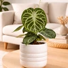 Anthurium Sidabrinis Blush