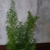 Asparagus densiflorus Meyers