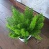 Asparagus densiflorus Meyers