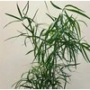 Asparagus Falcatus