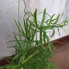 Asparagus Falcatus