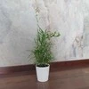 Asparagus Falcatus