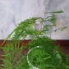 Asparagus setaceus