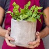 Asplenium nidus Crispy Wave