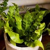 Asplenium nidus Crispy Wave