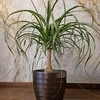 Beaucarnea recurvata
