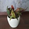 Begonia maculata