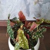 Begonia maculata
