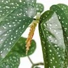 Begonia maculata Tamaya