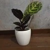 Calathea Medallion