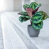 Calathea Medallion