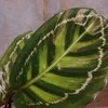 Calathea Medallion