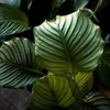 Calathea orbifolia