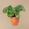 Calathea orbifolia