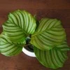 Calathea orbifolia